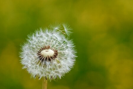 Flower seeds summer photo