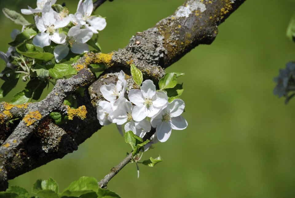 Blossom bloom apple blossom
