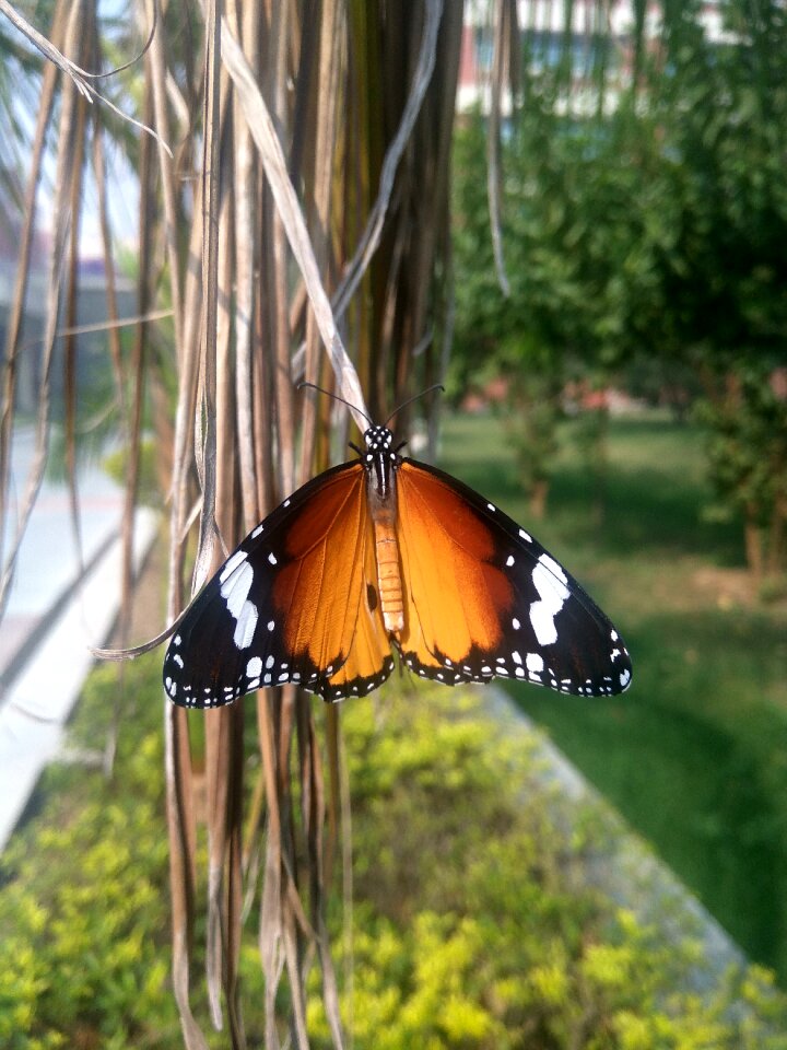 Nymphalidae insect wing