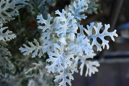 Plant winter garden