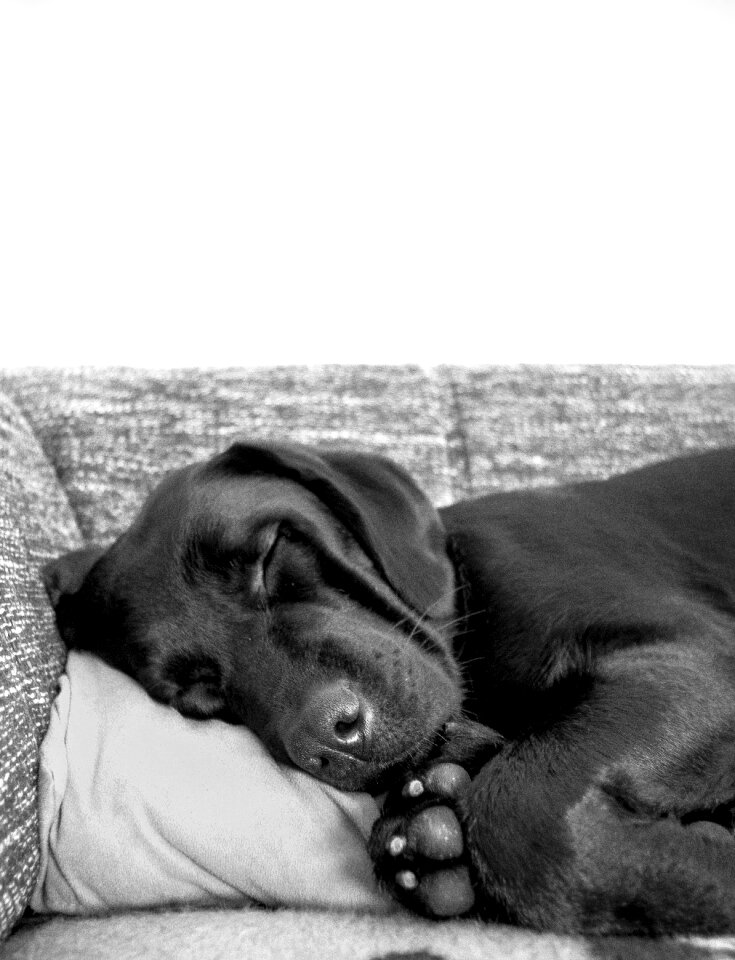 Animal sleeping pillow