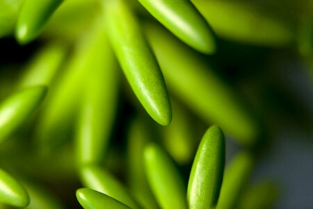 Fleshy in this leaf affix