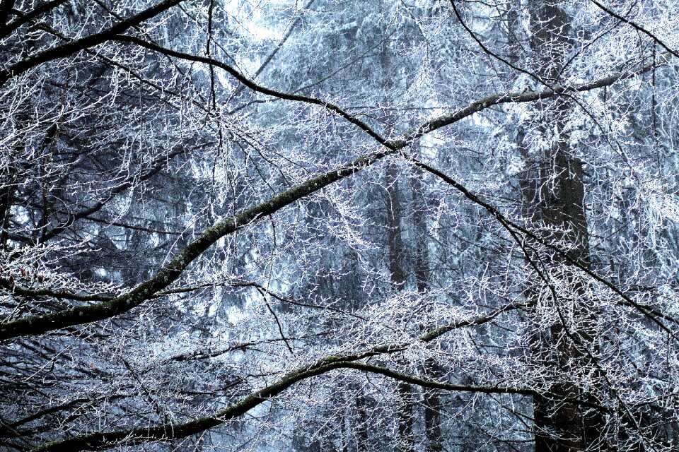 Forest low angle shot perspective