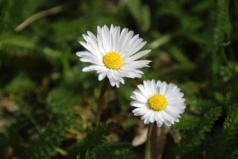 Spring flowers daisies