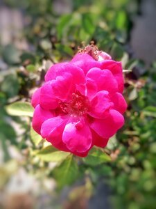 Gallica garden pink photo