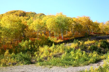 Birch golden autumn fall colors photo