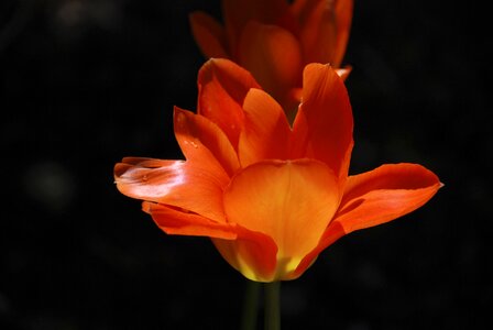 Spring tulip orange blossom photo