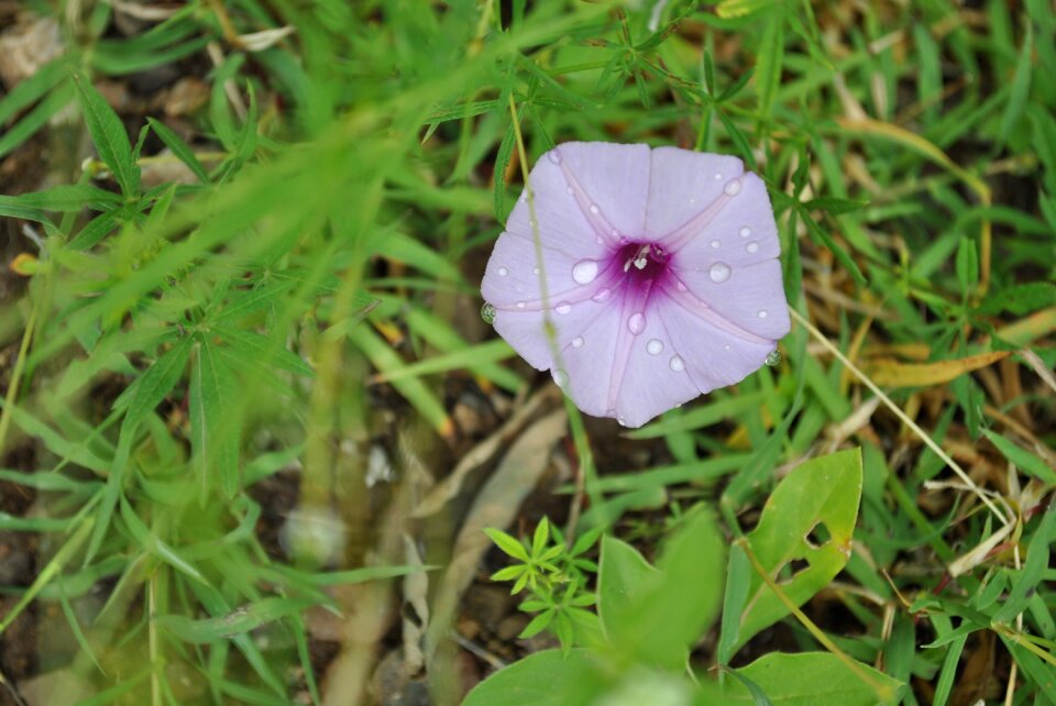 Flower tlapa de comonfort gro