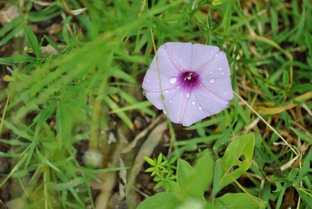 Flower tlapa de comonfort gro
