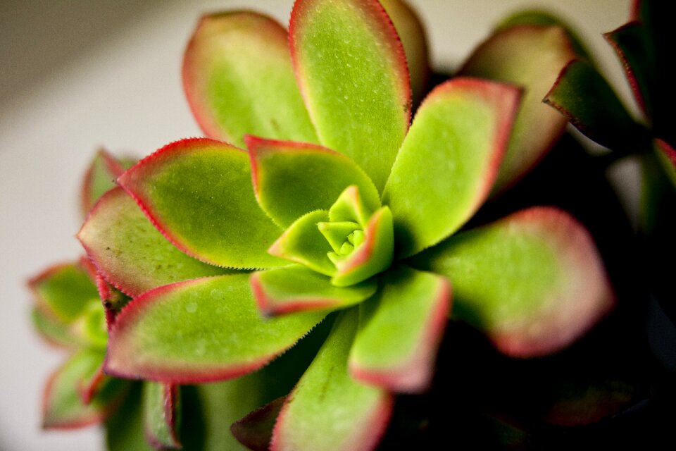 Fleshy in this leaf affix