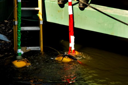 Navy at I-35 Bridge Collapse DVIDS53325