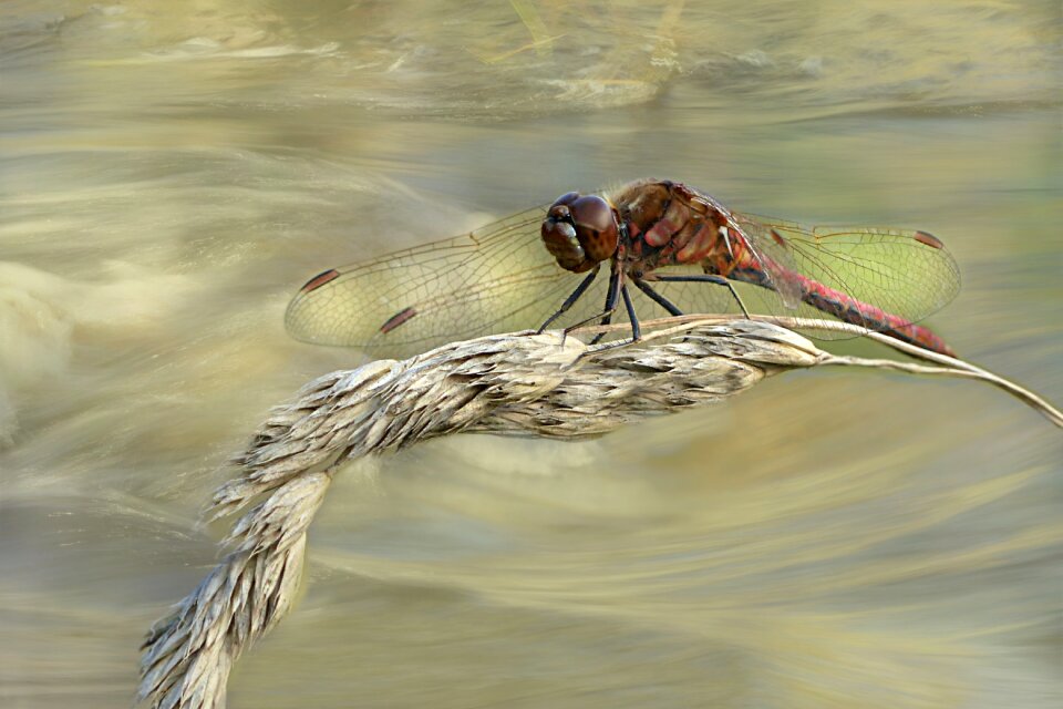 Odonata red dragonfly summer