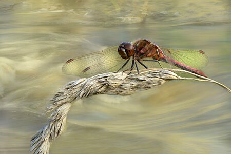 Odonata red dragonfly summer photo