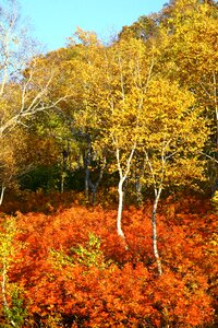 Birch rowan purple photo