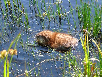 Rat water brown rat