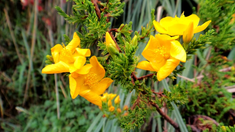 Leaf garden flowering photo