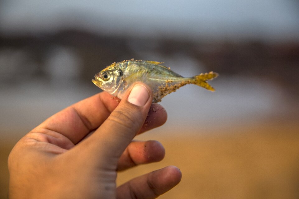 Fisherman sea water photo