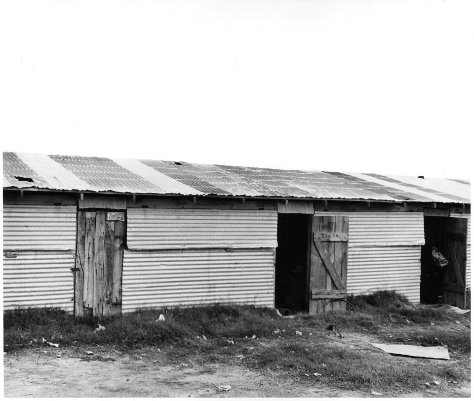 Near Buckeye, Maricopa County, Arizona. Migratory cotton pickers in grower's camps. - NARA - 522545