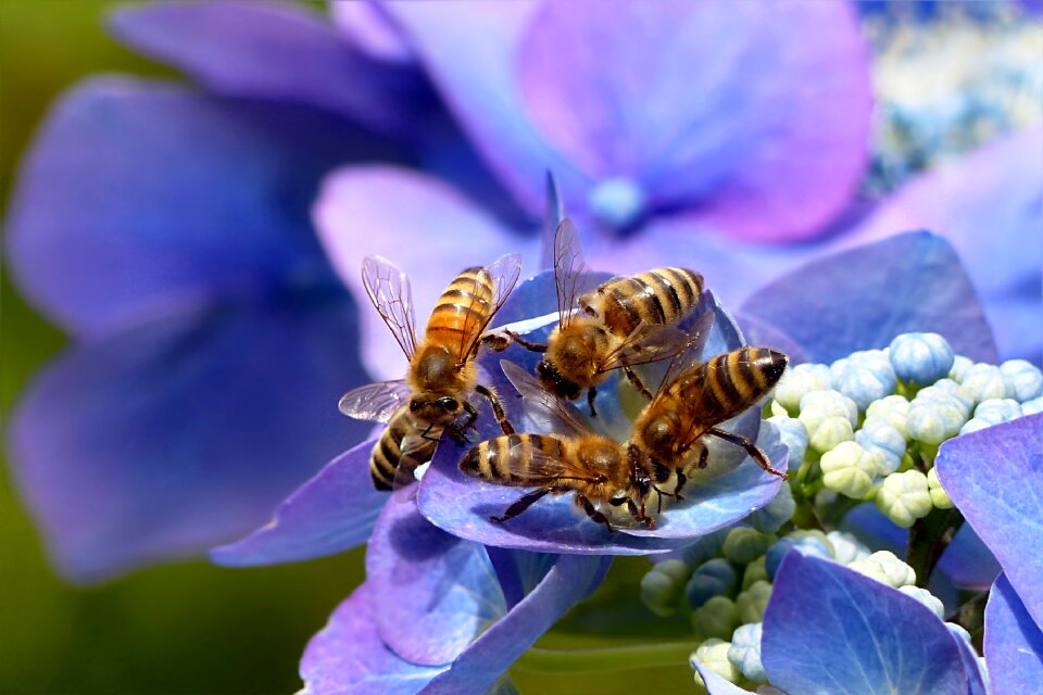 Hydrangea ceae blue animal