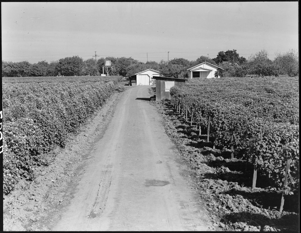 Near Centerville, Alameda County, California. Japanese berry farm transferred to a Yugoslavian in U . . . - NARA - 536419