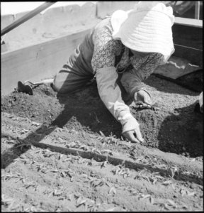 Near Centerville, California. This farm woman of Japanese ancestry is transplanting tomato plants i . . . - NARA - 537667