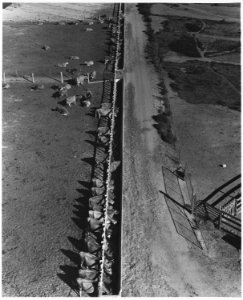Near Coolidge, Arizona. Feedyard at Casa Grande farms (FSA). Dairying, cattle feeding, and cotton p . . - NARA - 522486