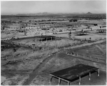 Near Coolidge, Arizona. Feedyard at Casa Grande farms (FSA). Dairying, cattle feeding, and cotton p . . - NARA - 522487