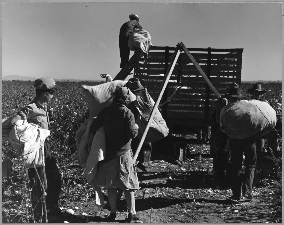 Near Coolidge, Arizona. These families are picking their own cotton. Mainly they are members of the . . . - NARA - 522210