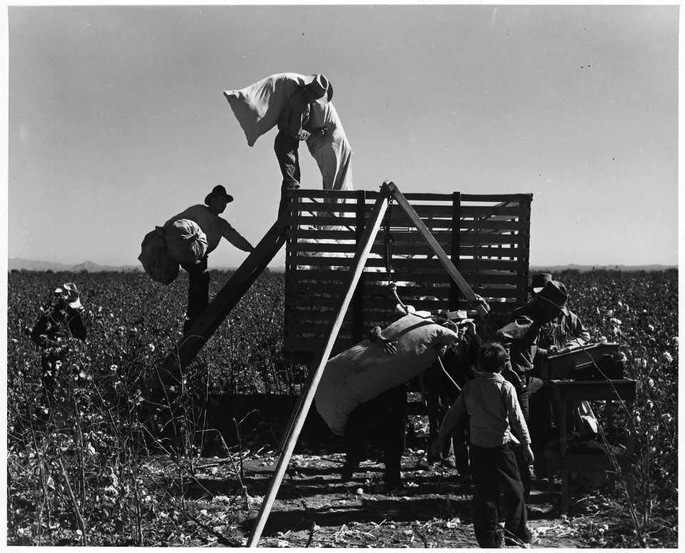 Near Coolidge, Arizona. These families are picking their own cotton. Mainly they are members of the . . . - NARA - 522485