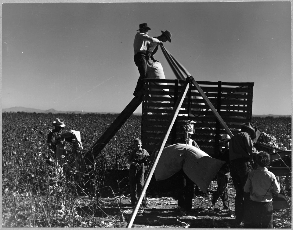 Near Coolidge, Arizona. These families are picking their own cotton. Mainly they are members of the . . . - NARA - 522211
