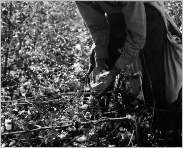 Near Coolidge, Arizona. White cotton picker gathers the lint. - NARA - 522237