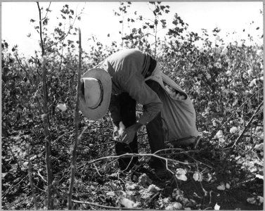 Near Coolidge, Arizona. White cotton picker gathers the lint. - NARA - 522238