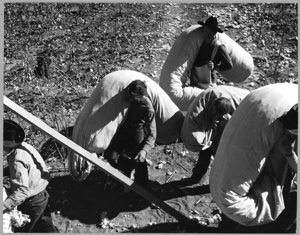 Near Coolidge, Maricopa County, Arizona. Family labor at cotton picking time in the fields of the Ca . . . - NARA - 522214