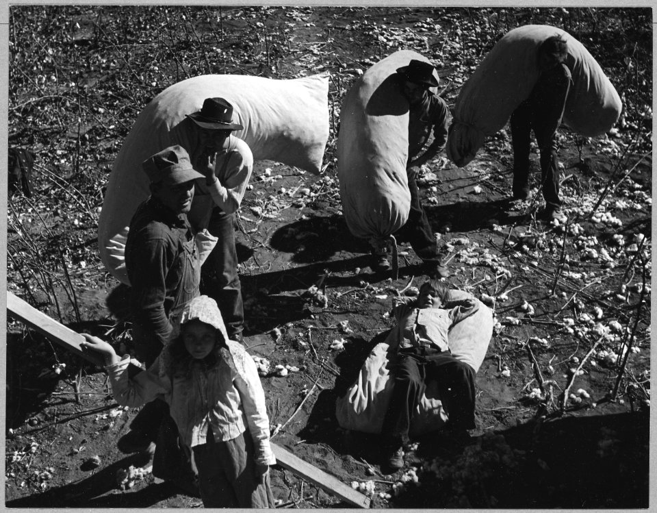 Near Coolidge, Maricopa County, Arizona. Family labor at cotton picking time in the fields of the Ca . . . - NARA - 522229