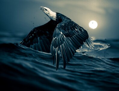 Bird sea water