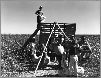 Near Coolidge, Maricopa County, Arizona. These pickers are all members of families who live and work . . . - NARA - 522207