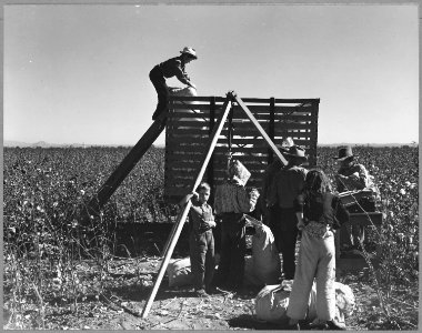 Near Coolidge, Maricopa County, Arizona. These pickers are all members of families who live and work . . . - NARA - 522215