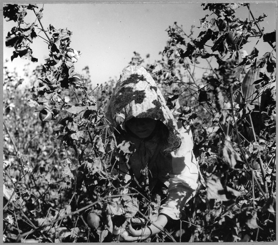 Near Coolidge, Maricopa County, Arizona. Young girl works in cotton field on Saturday morning. Her f . . . - NARA - 522208