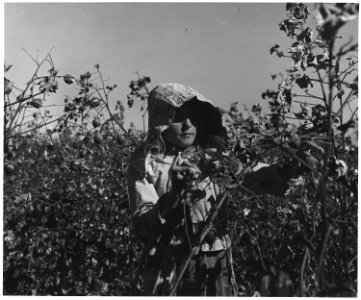 Near Coolidge, Maricopa County, Arizona. Young girl works in cotton field on Saturday morning. Her f . . . - NARA - 522537