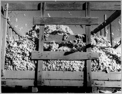 Near Eloy, Pinal County, Arizona. Cotton wagon in the field - NARA - 522240