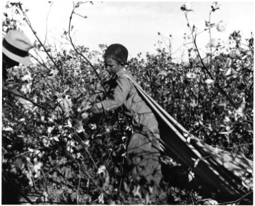 Near Eloy, Pinal County, Arizona. Child labor in the Arizona cotton harvest. Twelve-year-old. Does n . . . - NARA - 522024