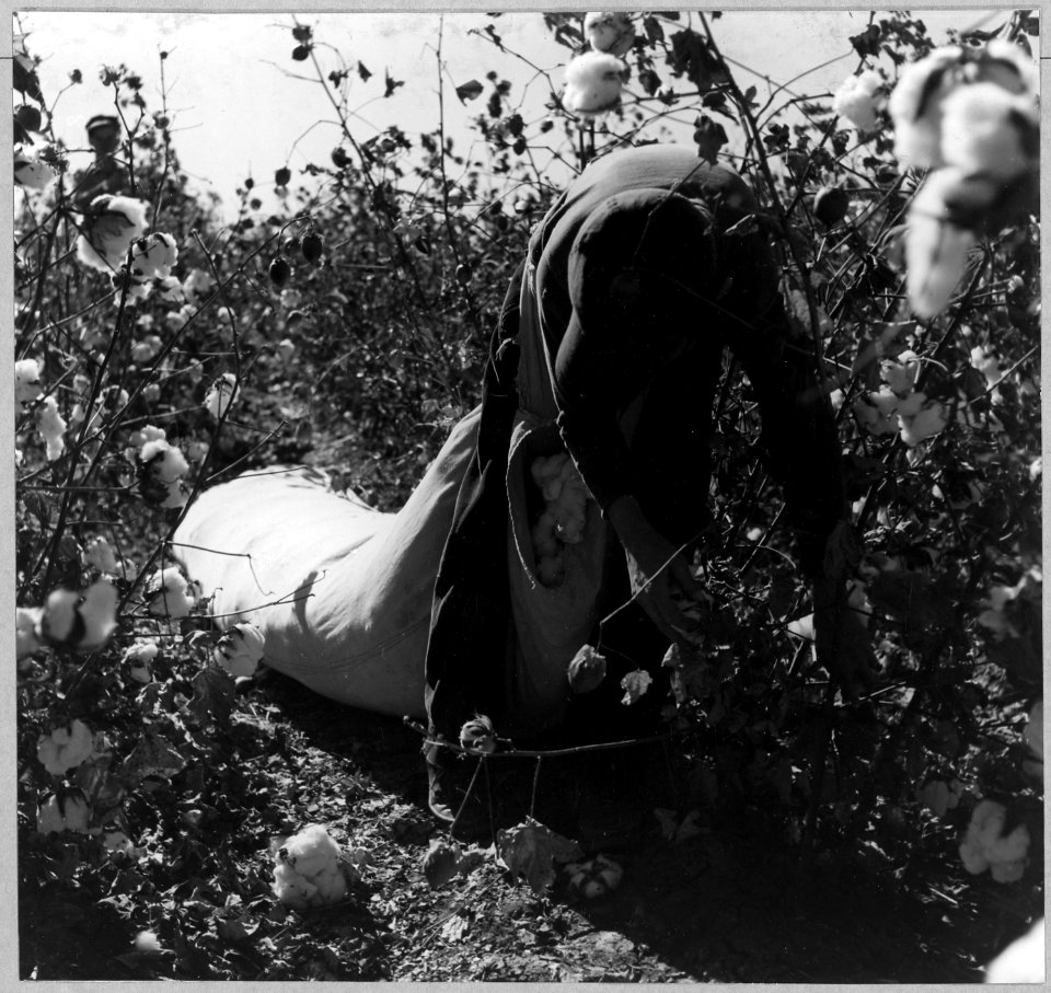 Near Eloy, Pinal County, Arizona. Twelve-year-old boy picking cotton in the field. - NARA - 522236