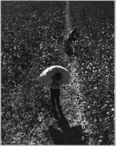 Near Eloy, Pinal County, Arizona. Ten-year-old boy brings in his morning pick to the weighmaster at . . . - NARA - 522239