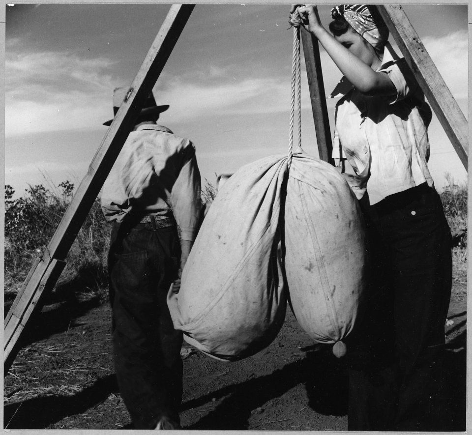 Near Eloy, Pinal County, Arizona. Weighing the cotton of a migrant boy. - NARA - 522216