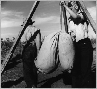 Near Eloy, Pinal County, Arizona. Weighing the cotton of a migrant boy. - NARA - 522216