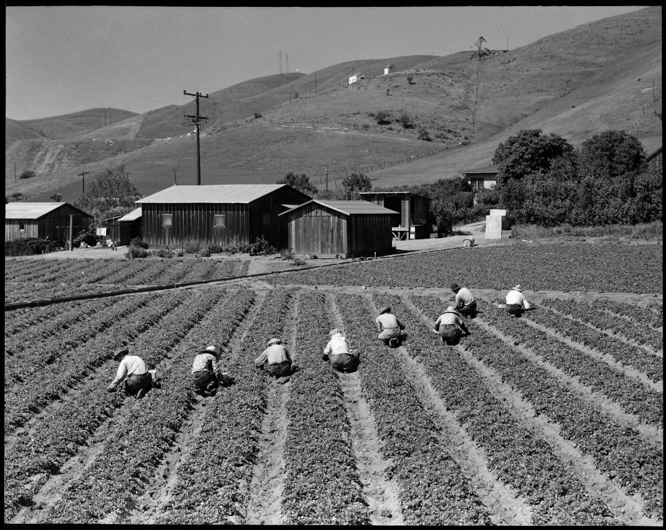 Near Mission San Jose, California. Family of Japanese ancestry laboring in their strawberry field a . . . - NARA - 537836