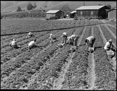Near Mission San Jose, California. Family of Japanese ancestry laboring in their strawberry field a . . . - NARA - 537838 photo