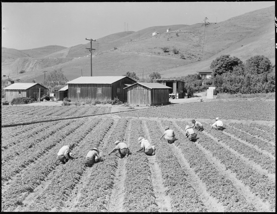 Near Mission San Jose, California. Family of Japanese ancestry laboring in their strawberry field a . . . - NARA - 536478 photo