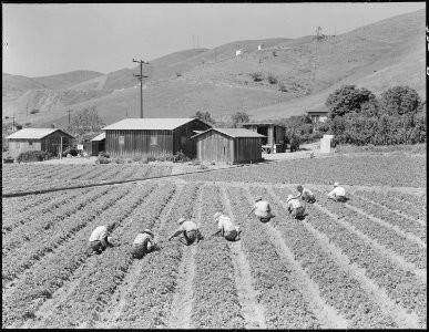 Near Mission San Jose, California. Family of Japanese ancestry laboring in their strawberry field a . . . - NARA - 536478 photo
