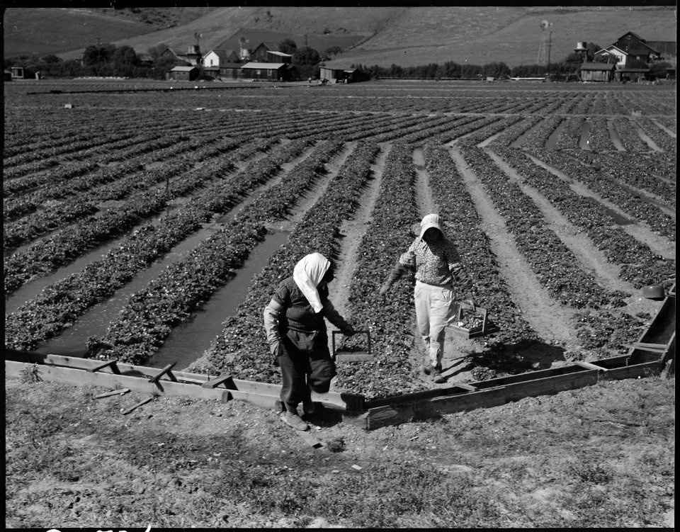 Near Mission San Jose, California. Family of Japanese ancestry laboring in their strawberry field a . . . - NARA - 537840